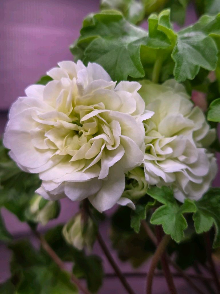 제라늄 이리올팔라디오--4