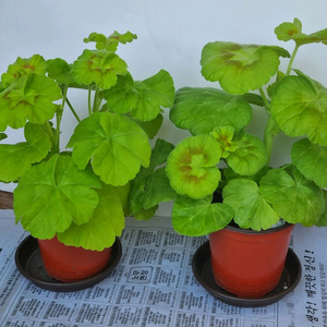 잎로맨틱썸 쥬쥬낭만 2종제라늄