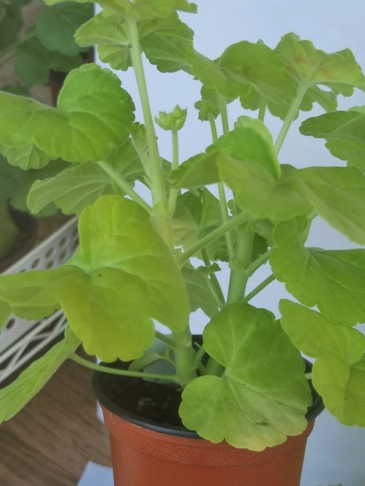 잎로맨틱썸 쥬쥬낭만 2종제라늄--1