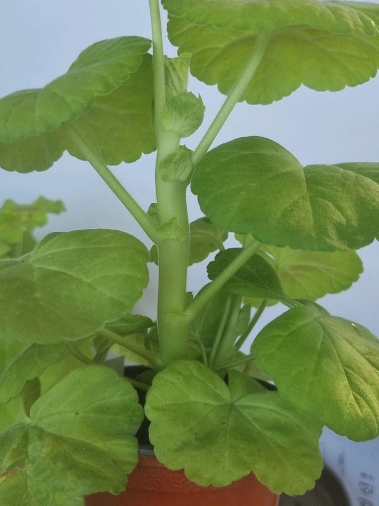 잎로맨틱썸 쥬쥬낭만 2종제라늄--2