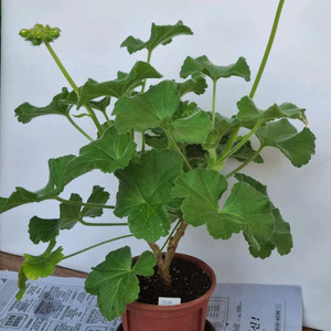 yuz클라우디아 대품제라늄