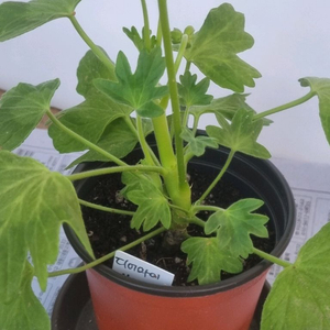 디어마이별사탕 제라늄