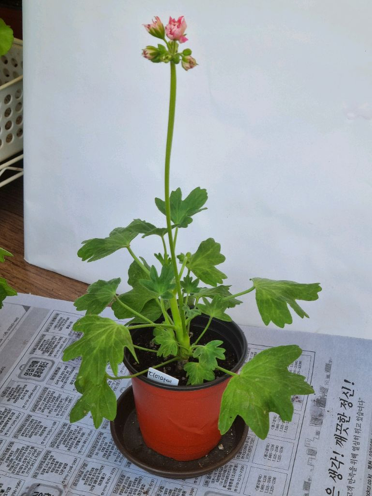 디어마이별사탕 제라늄--1