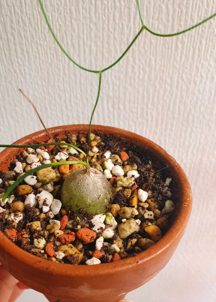 아프리카식물 시조바시스 인트리카타--1