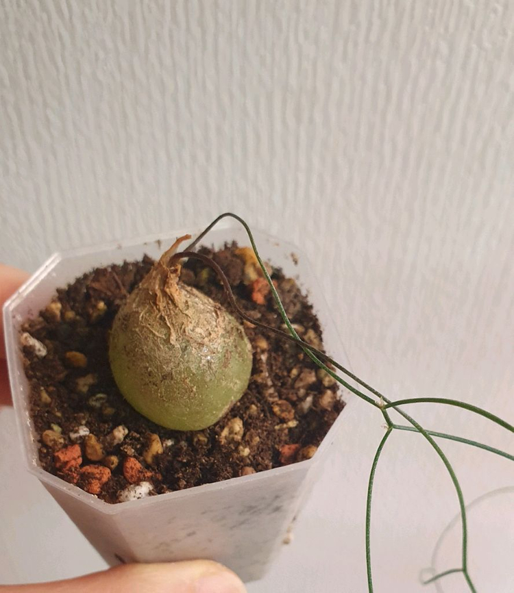 아프리카식물 시조바시스 인트리카타--2