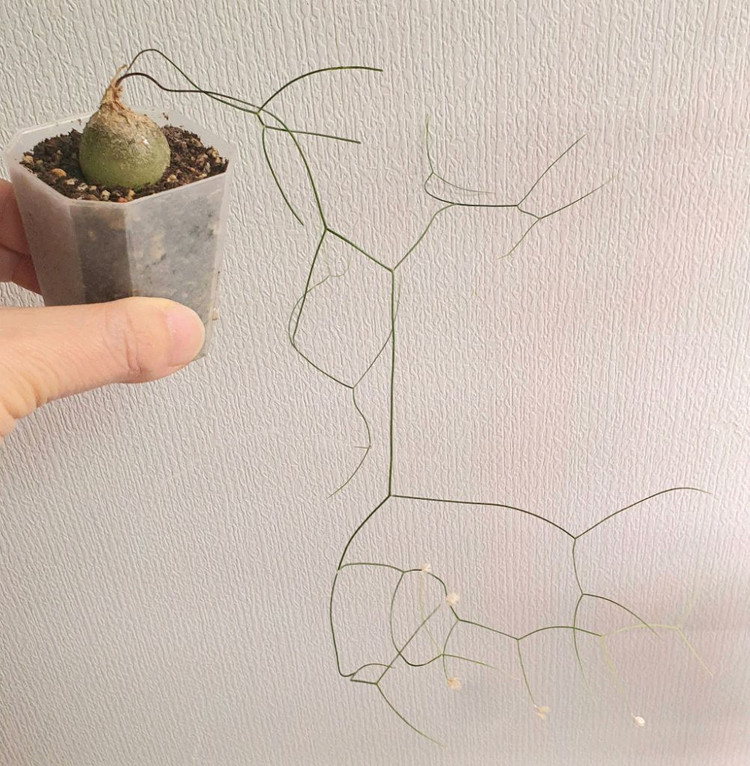 아프리카식물 시조바시스 인트리카타--3