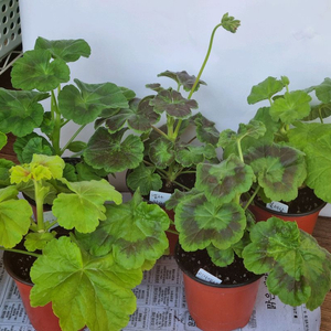 리사샤를린 리사엘리 5종제라늄