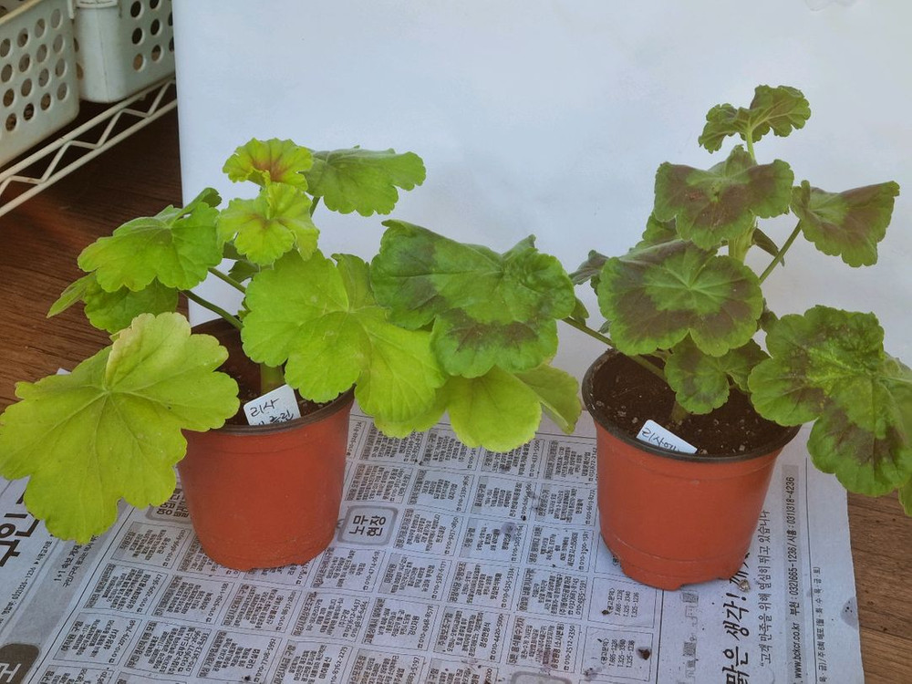 리사샤를린 리사엘리 5종제라늄--1