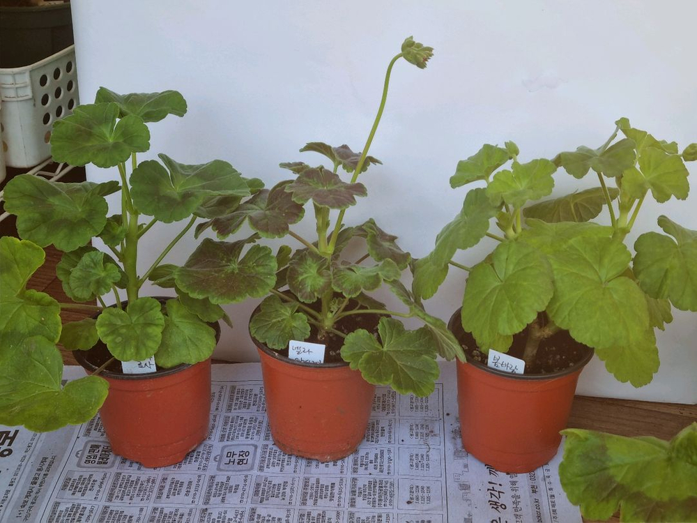 리사샤를린 리사엘리 5종제라늄--2