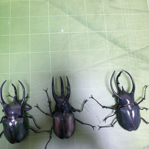 생물대도감 어드밴스 코카서스 3종세트 캡슐판