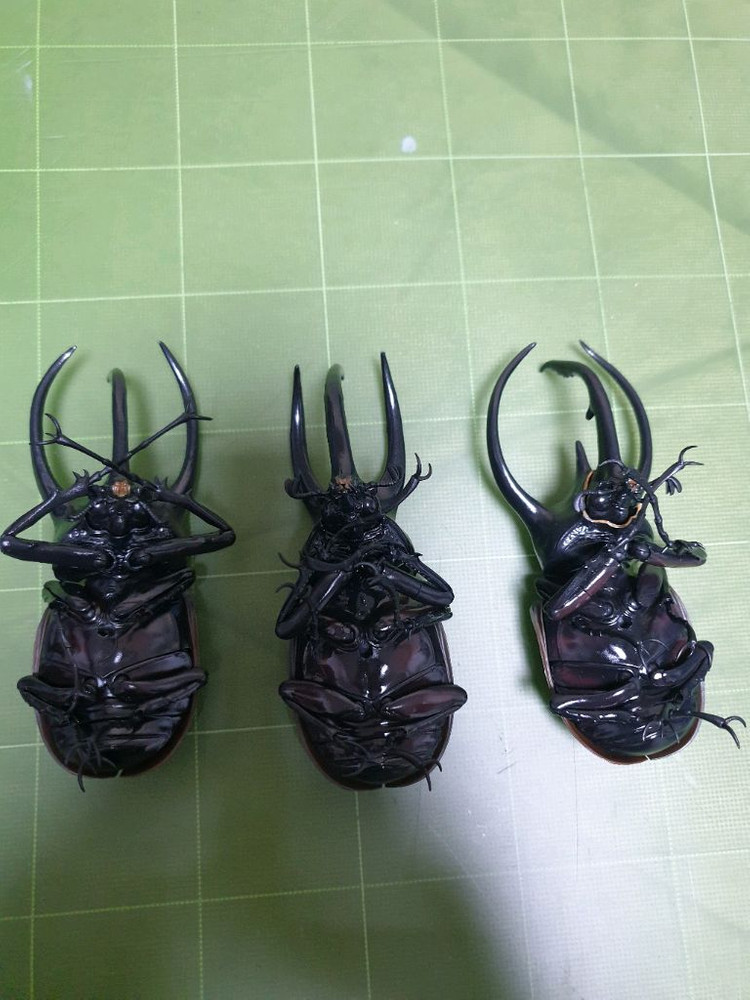 생물대도감 어드밴스 코카서스 3종세트 캡슐판--1