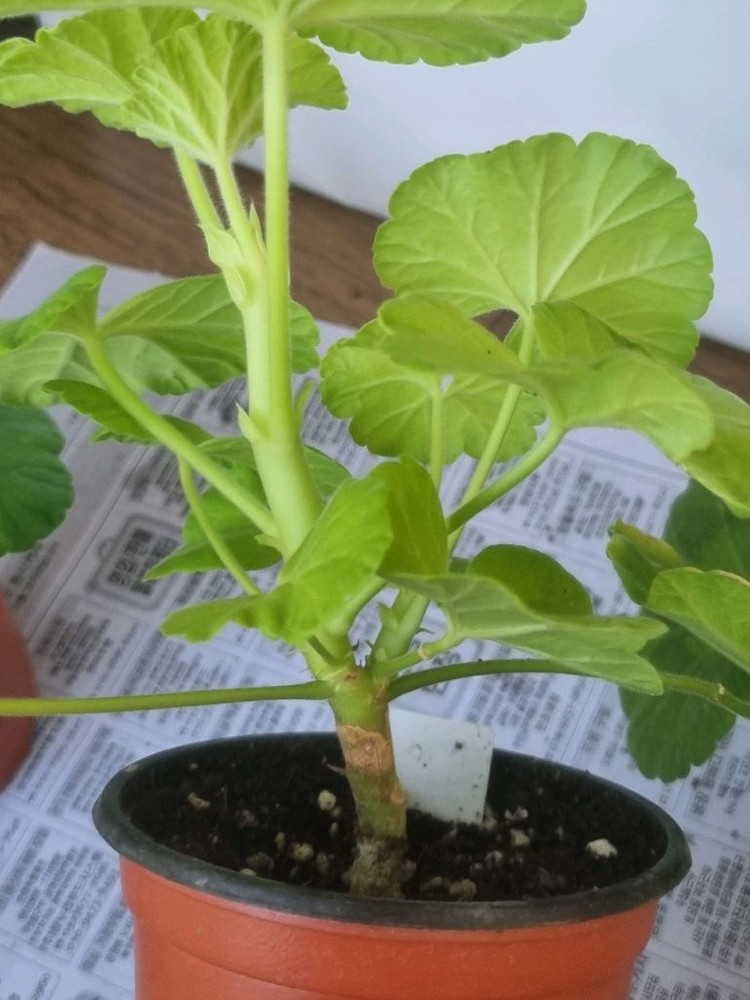 엔젤오렌지트위스트 사랑별빛 송겨울 코코페어플로우 4종제라늄--1