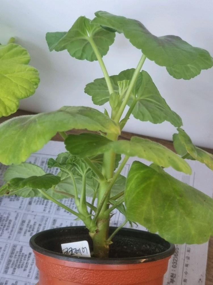 엔젤오렌지트위스트 사랑별빛 송겨울 코코페어플로우 4종제라늄--4