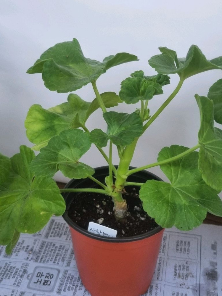 엔젤오렌지트위스트 사랑별빛 송겨울 코코페어플로우 4종제라늄--2