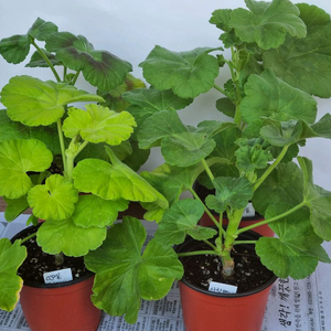 엔젤오렌지트위스트 사랑별빛 송겨울 코코페어플로우 4종제라늄