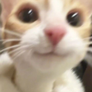 디스코드 알로항 머니 삽니다 구해요 100-0.7 이미지