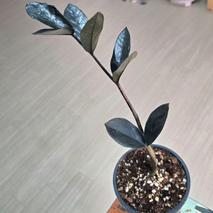 블랙금전수(희귀식물)