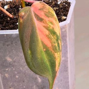 필로덴드론 핑크 미칸 바리에가타