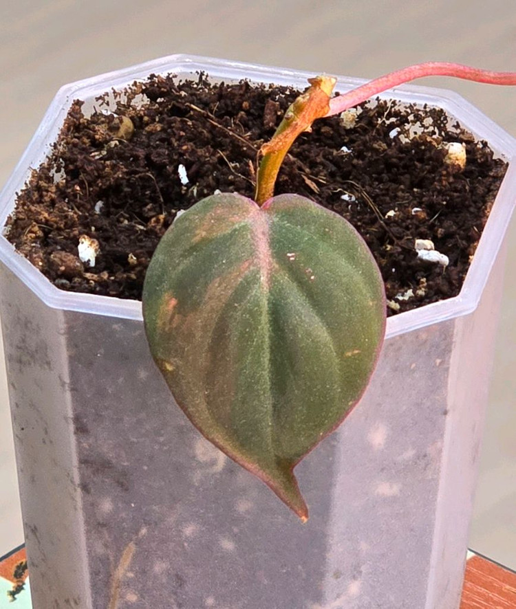 필로덴드론 핑크 미칸 바리에가타--1