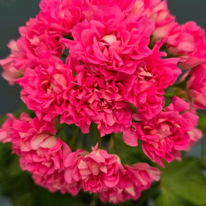 제라늄 디아즈 리오그란데