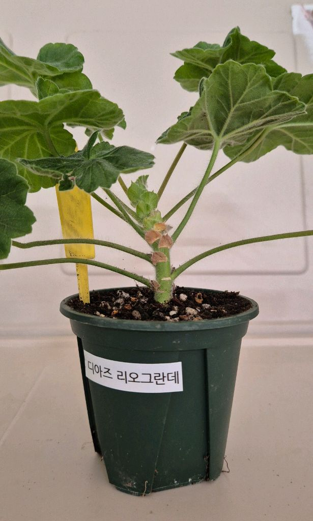 제라늄 디아즈 리오그란데--1