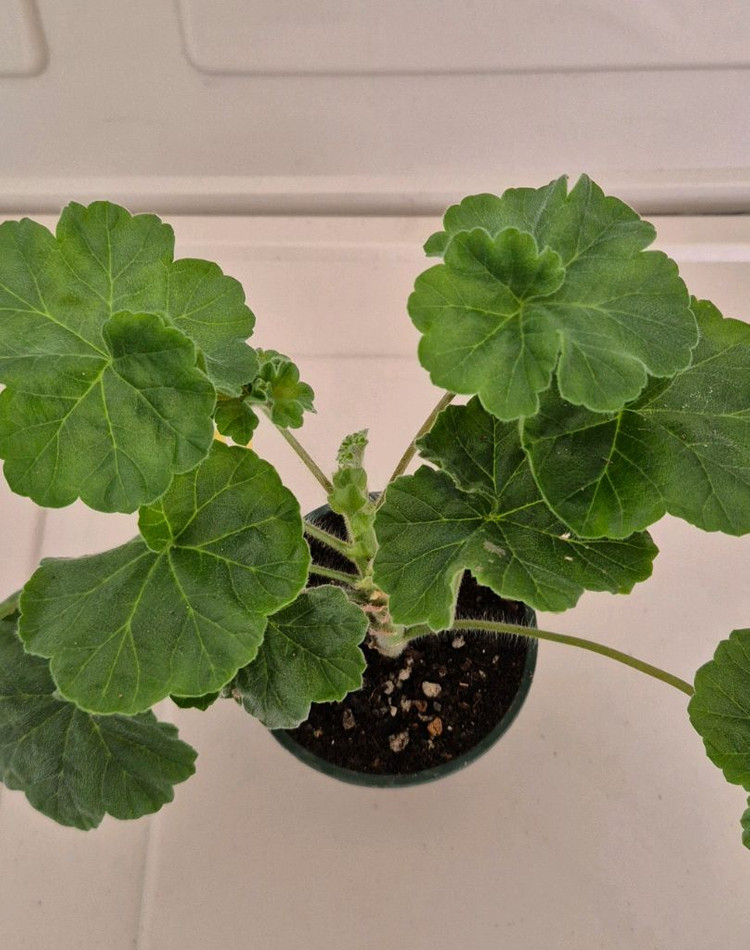 제라늄 디아즈 리오그란데--2