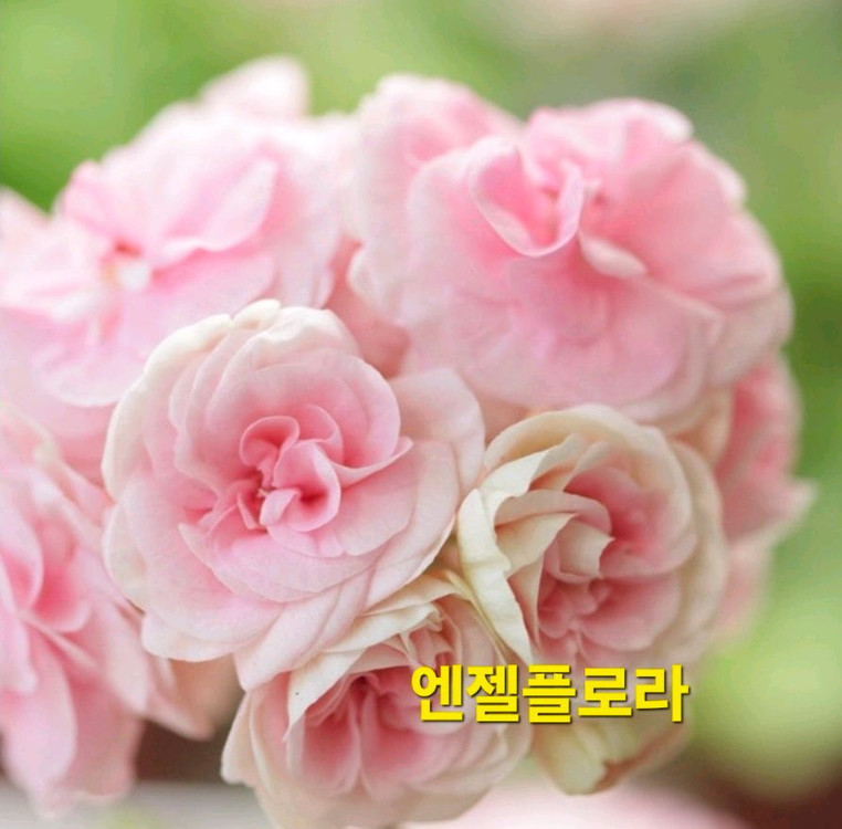 엔젤플로라 K제라늄--3