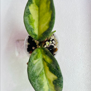 호야 아르젠티아 프린세스