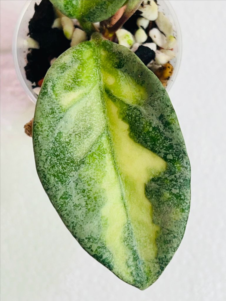 호야 아르젠티아 프린세스--1