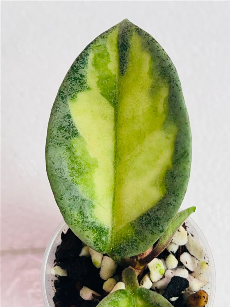 호야 아르젠티아 프린세스--2