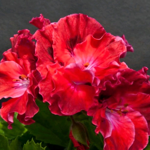 리갈제라늄 터키쉬커피 분양