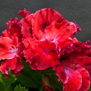 리갈제라늄 터키쉬커피 분양