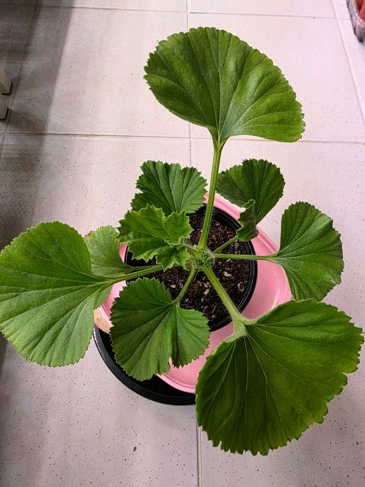 리갈제라늄 터키쉬커피 분양--1