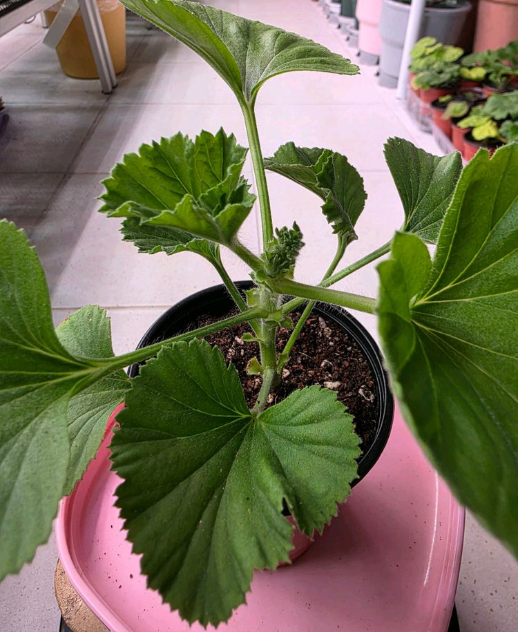 리갈제라늄 터키쉬커피 분양--2