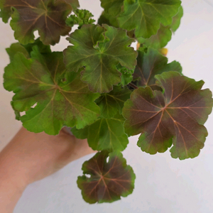 UV 베리 펀치 제라늄