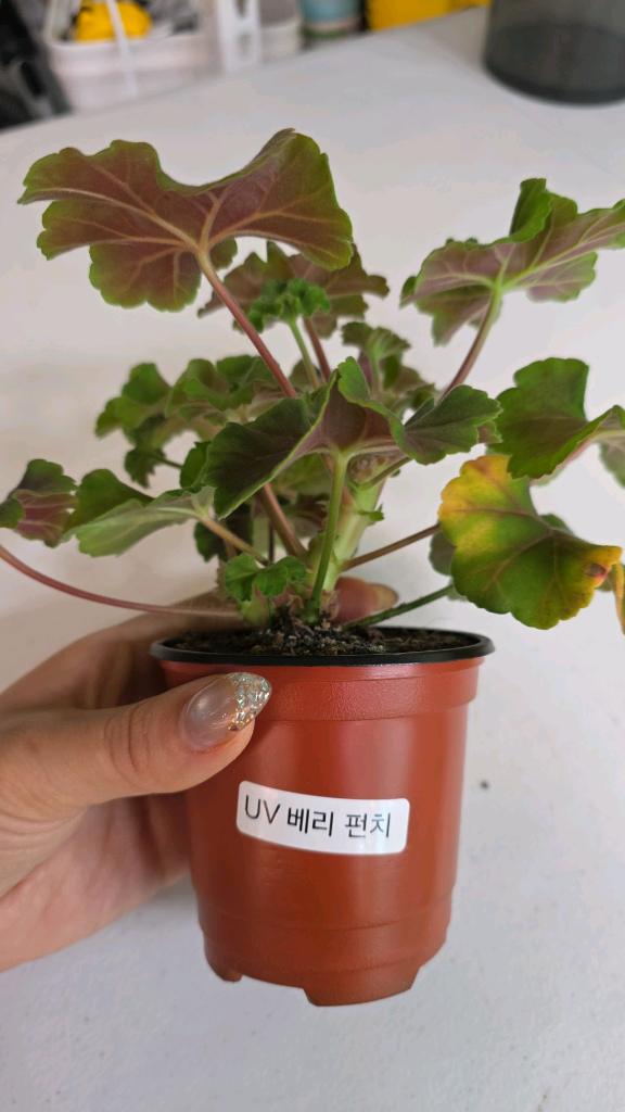 UV 베리 펀치 제라늄--1