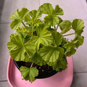 리갈제라늄 벅스웰 골든 애니버셔리 분양