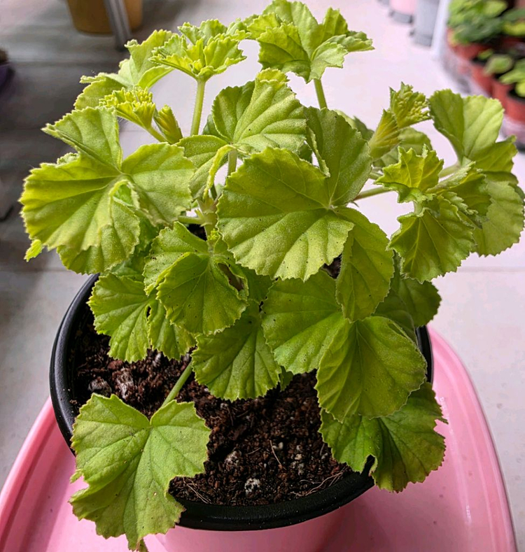 리갈제라늄 벅스웰 골든 애니버셔리 분양--1