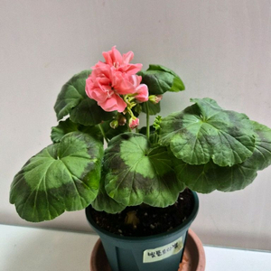 빛플로라벨제라늄