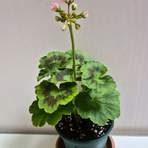 비비피예트제라늄