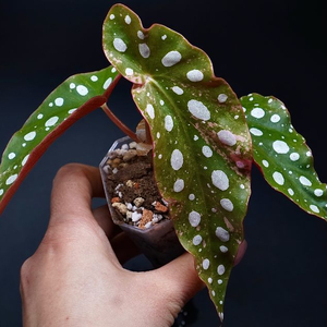 베고니아 마큘라타 바리에가타