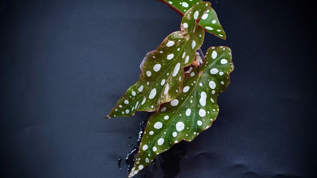 베고니아 마큘라타 바리에가타--1