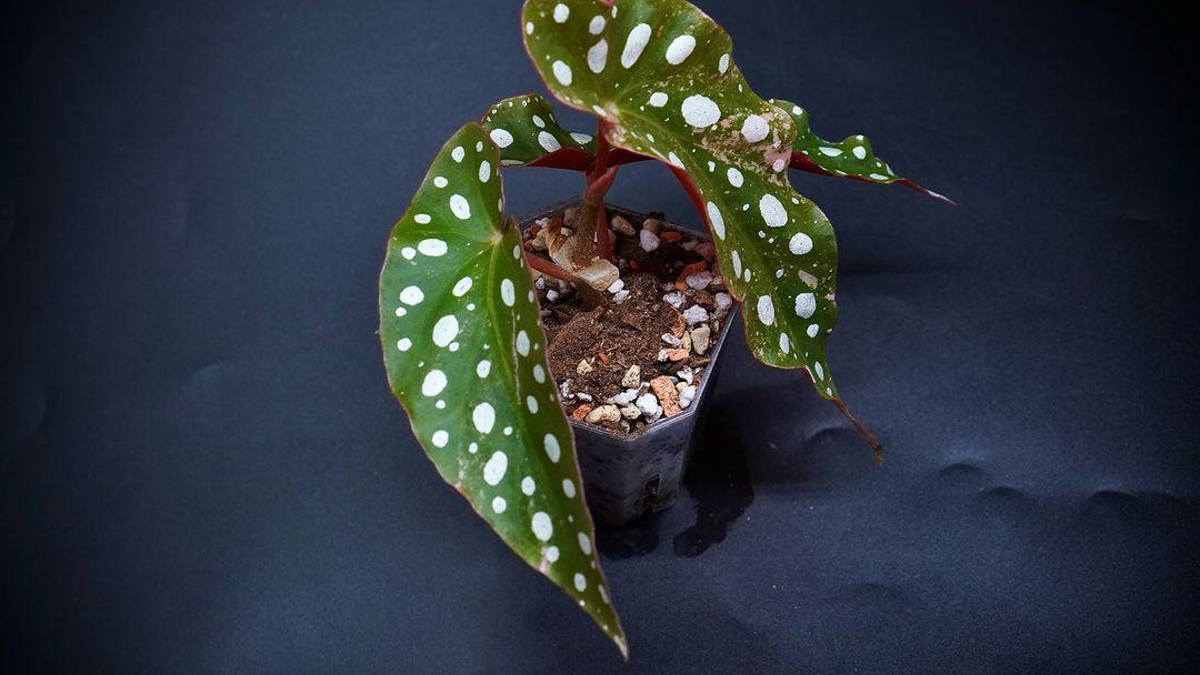 베고니아 마큘라타 바리에가타--2