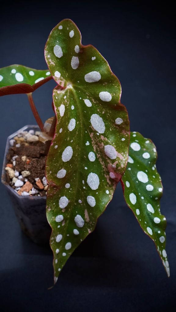 베고니아 마큘라타 바리에가타--3