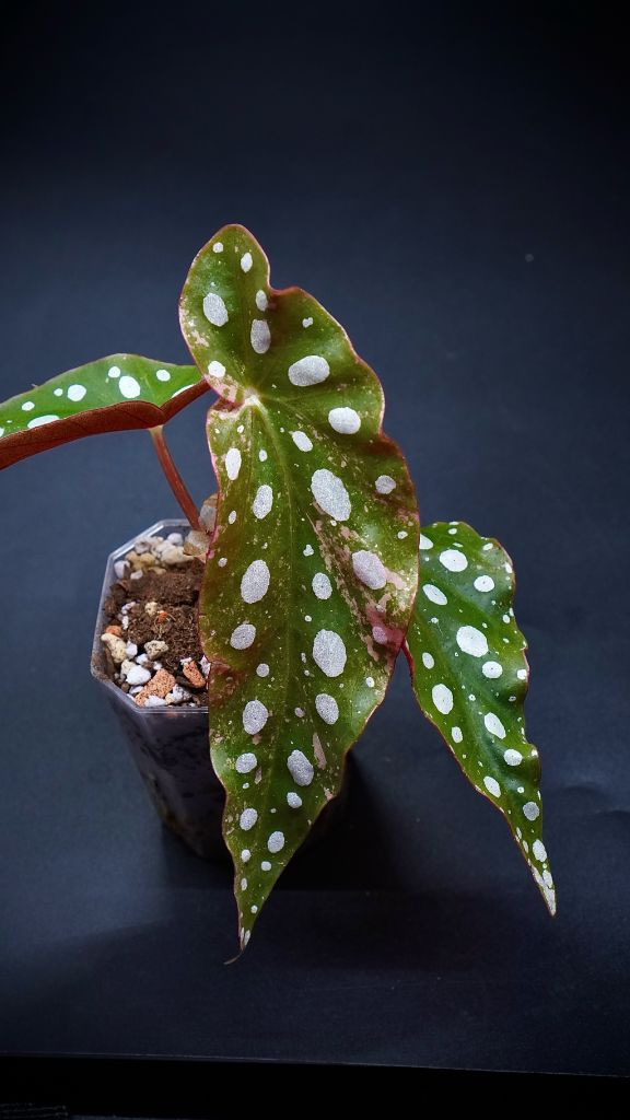 베고니아 마큘라타 바리에가타--4