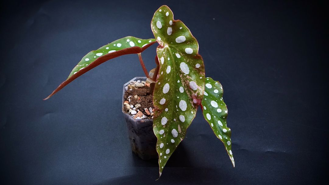 베고니아 마큘라타 바리에가타--5