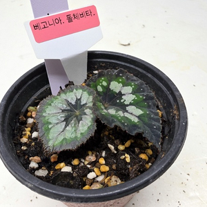 베고니아 돌체비타 화분