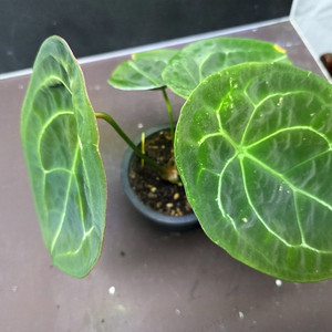 안스리움 관엽식물 다크 포게티