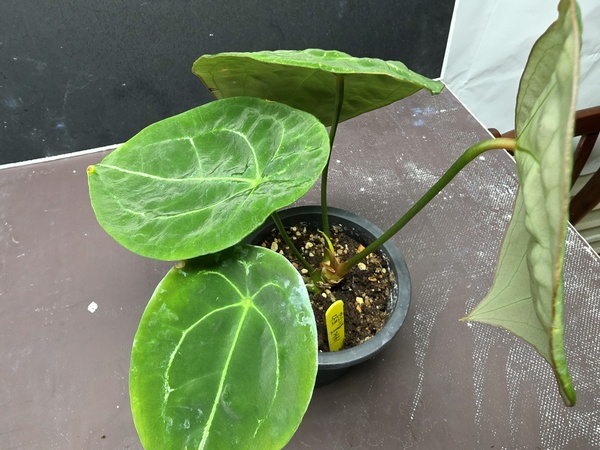 안스리움 관엽식물 다크 포게티--1