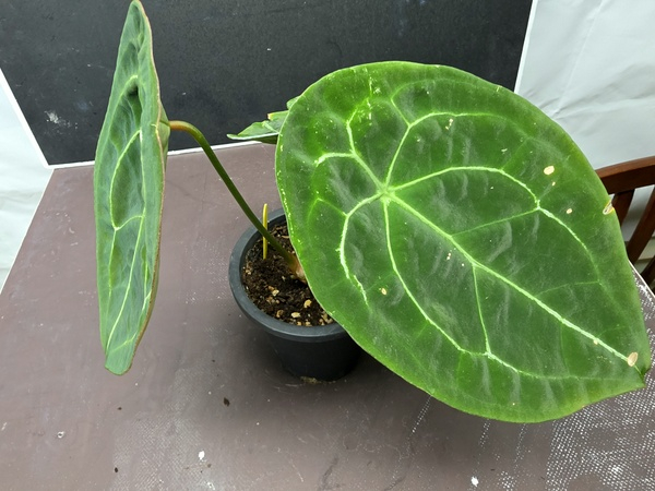 안스리움 관엽식물 다크 포게티--2